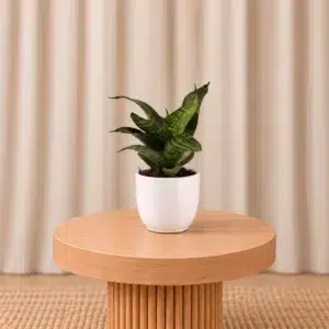 Mini Sansevieria Snake Plant